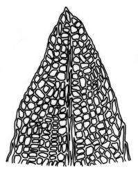 Fissidens anisophyllus, leaf apex. Drawn from type, W. Gray 74, BM-Dixon.
 Image: R.C. Wagstaff © Landcare Research 2014 